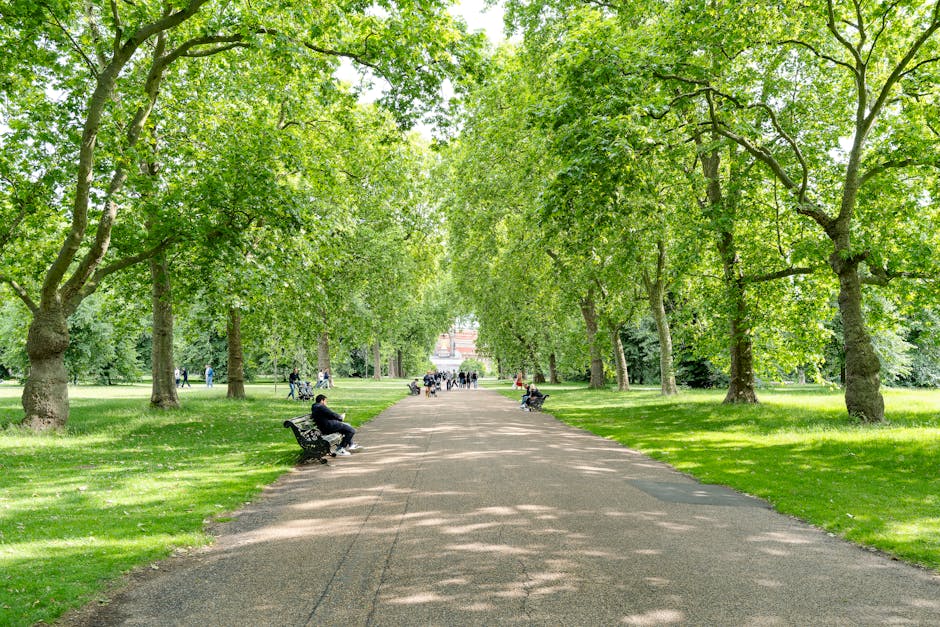 A wide, tree-lined pathway in a park during daytime, with lush green foliage overhead creating dappled sunlight on the ground. Several individuals are seated on benches along the sides of the walkway, while others walk or bike further in the background. The pathway is made of gravel or concrete, bordered by well-maintained grass and numerous mature trees with thick trunks and vibrant leaves. This scene depicts a peaceful outdoor environment suitable for leisure and relaxation. In the context of house removals, South Kensington Man and Van occasionally incorporates such imagery to represent the transportation and logistics involved in home relocation and furniture transport, highlighting the planning and care taken during moving and packing processes in urban or park surroundings.